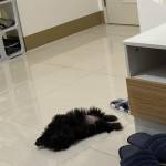 Ahlim Rosales Profile Picture