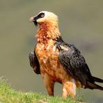 Ronnie Cuanan Profile Picture