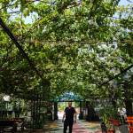 Felquin Armendarez Profile Picture