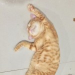 Asch April Profile Picture