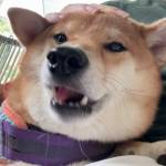 joson lim Profile Picture