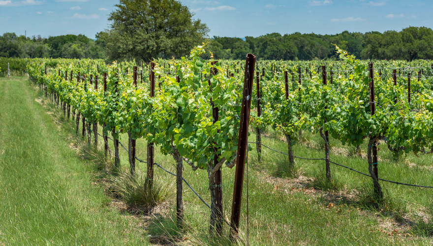 Texas Fall Trip Ideas | Windrose Land Services